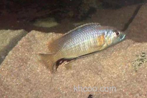 扁头天竺鲷是什么鱼？_1