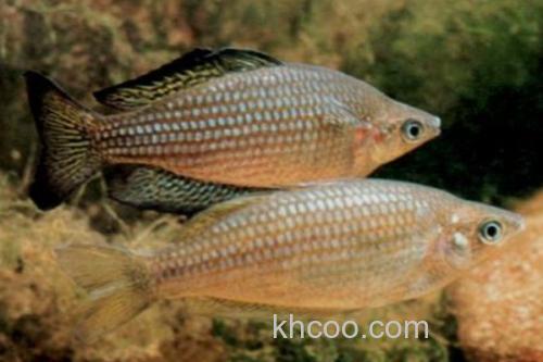 扁头天竺鲷是什么鱼？_3