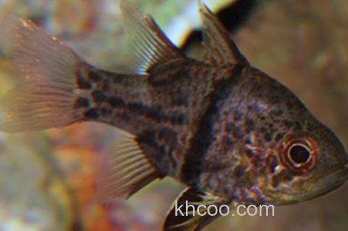 弓线天竺鲷是什么鱼？_3