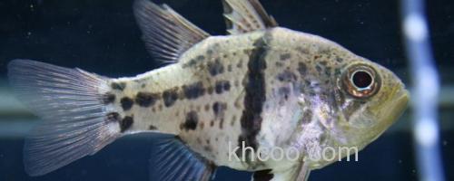 弓线天竺鲷是什么鱼？_0