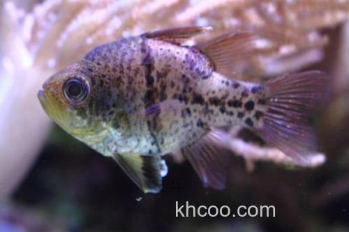 弓线天竺鲷是什么鱼？_2