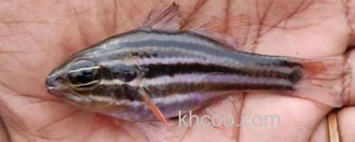 库氏天竺鲷是什么鱼？_0