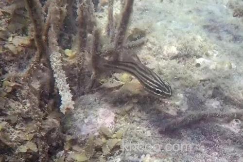 库氏天竺鲷是什么鱼？_3