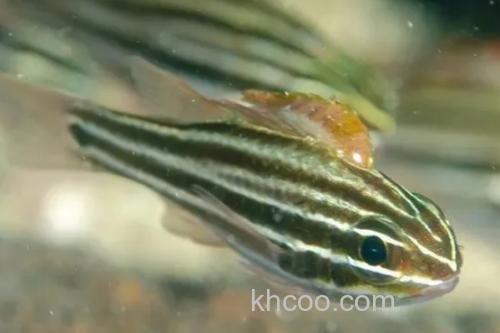 库氏天竺鲷是什么鱼？_1