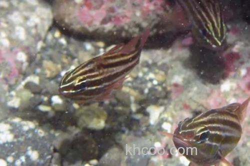 库氏天竺鲷是什么鱼？_2