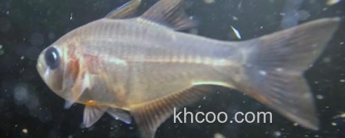 布氏长鳍天竺鲷是什么鱼？_0