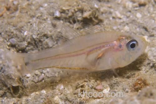 布氏长鳍天竺鲷是什么鱼？_2