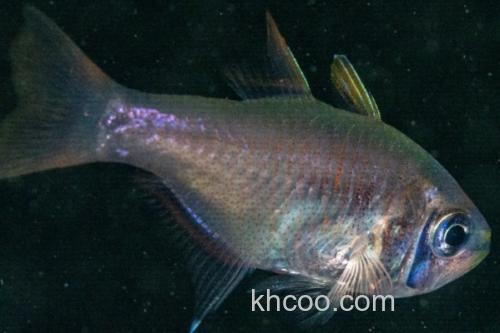布氏长鳍天竺鲷是什么鱼？_1