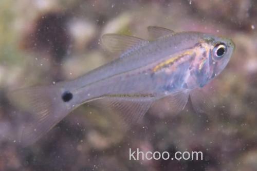 布氏长鳍天竺鲷是什么鱼？_3