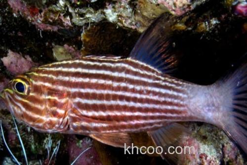 巨牙天竺鲷是什么鱼？_1
