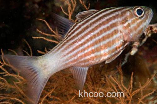 巨牙天竺鲷是什么鱼？_2