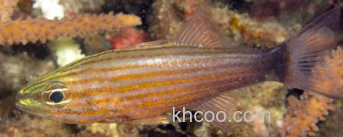 巨牙天竺鲷是什么鱼？_0