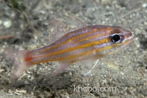 宽带天竺鲷是什么鱼？_1