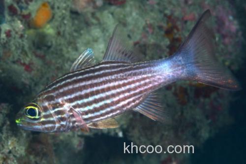 巨牙天竺鲷是什么鱼？_3