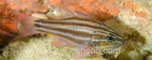 宽带天竺鲷是什么鱼？_0