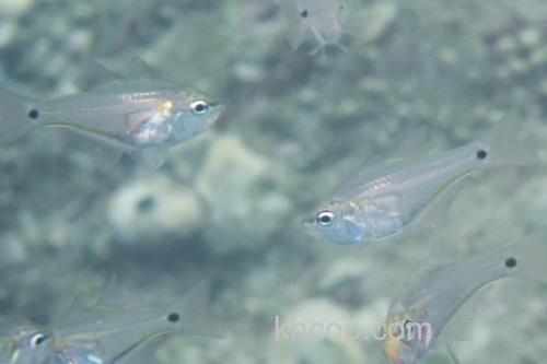 天竺鲷是什么鱼？_1