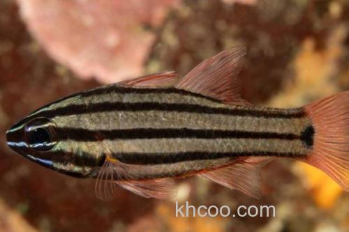 宽带天竺鲷是什么鱼？_3