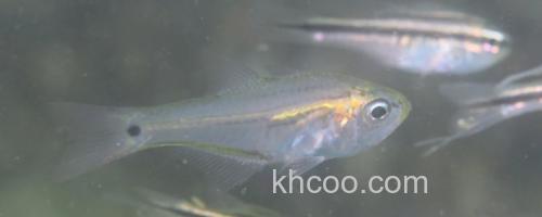 天竺鲷是什么鱼？_0