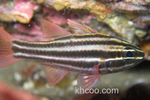 宽带天竺鲷是什么鱼？_2