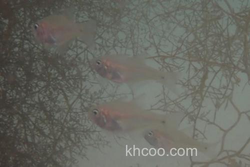 天竺鲷是什么鱼？_2