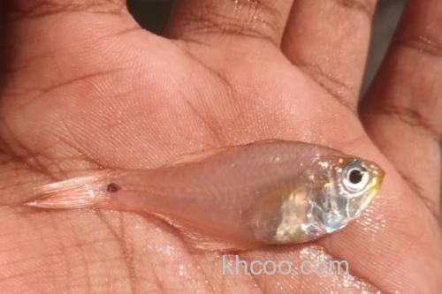 天竺鲷是什么鱼？_3