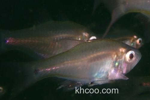 夏威夷天竺鱼是什么鱼？_1