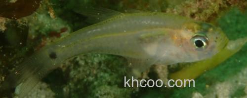 夏威夷天竺鱼是什么鱼？_0