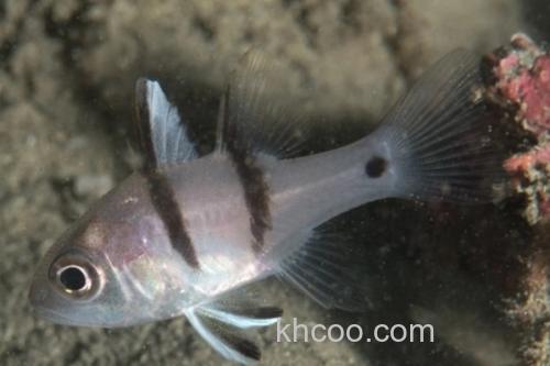 垂带似天竺鲷是什么鱼？_1