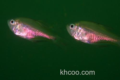 夏威夷天竺鱼是什么鱼？_3