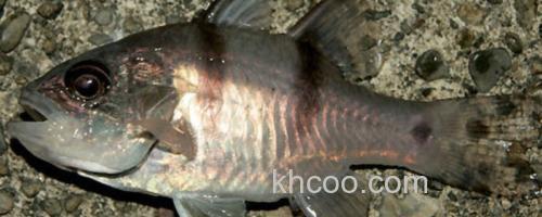 垂带似天竺鲷是什么鱼？_0