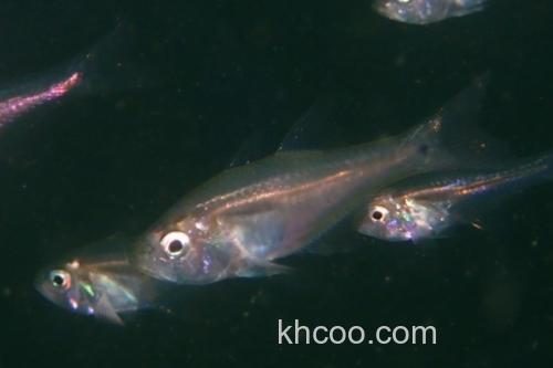 夏威夷天竺鱼是什么鱼？_2