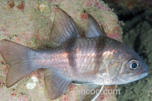 垂带似天竺鲷是什么鱼？_2