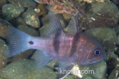 垂带似天竺鲷是什么鱼？_3