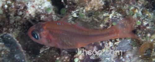 坚头天竺鲷是什么鱼？_0