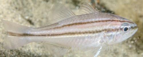 四线天竺鲷是什么鱼？_0