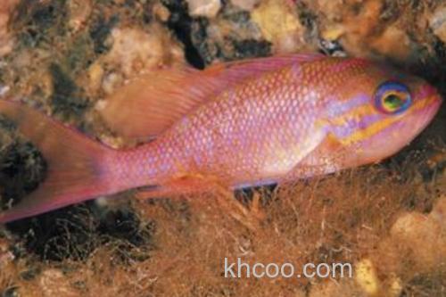 坚头天竺鲷是什么鱼？_3
