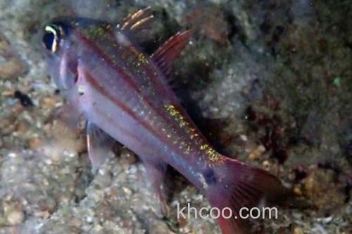 坚头天竺鲷是什么鱼？_1