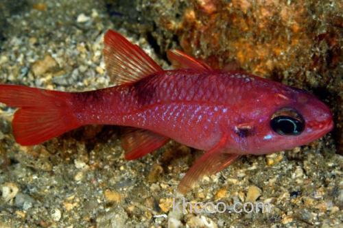 坚头天竺鲷是什么鱼？_2