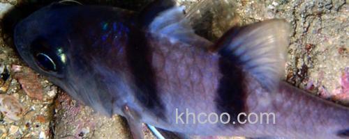 双线带天竺鲷是什么鱼？_0