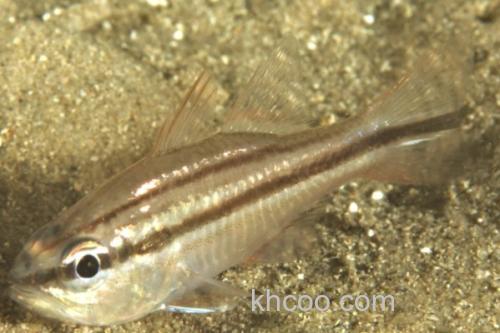 四线天竺鲷是什么鱼？_2