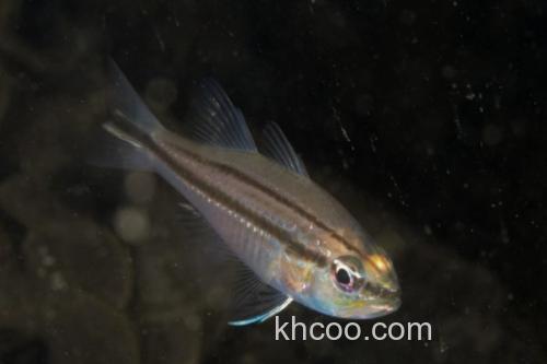 四线天竺鲷是什么鱼？_1