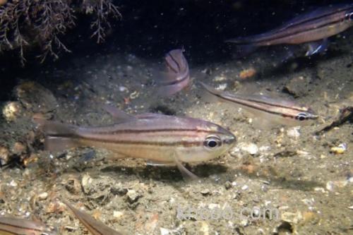 四线天竺鲷是什么鱼？_3