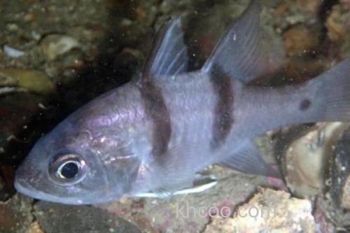 双线带天竺鲷是什么鱼？_1