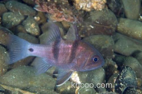 双线带天竺鲷是什么鱼？_2