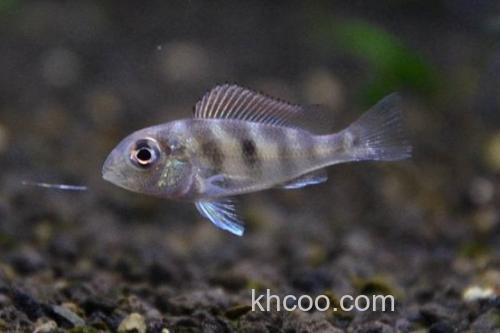 双线带天竺鲷是什么鱼？_3