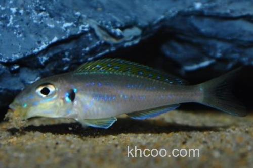 双点天竺鲷是什么鱼？_1