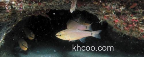 双点天竺鲷是什么鱼？_0