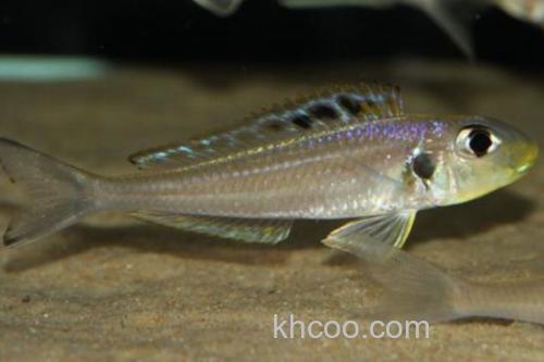 双点天竺鲷是什么鱼？_3