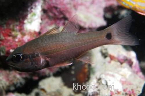 半饰天竺鲷是什么鱼？_1