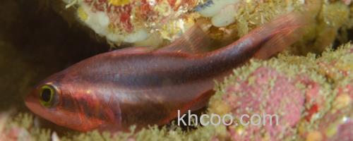 半饰天竺鲷是什么鱼？_0